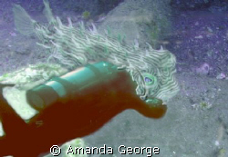 Giant fantasy puffer by Amanda George 